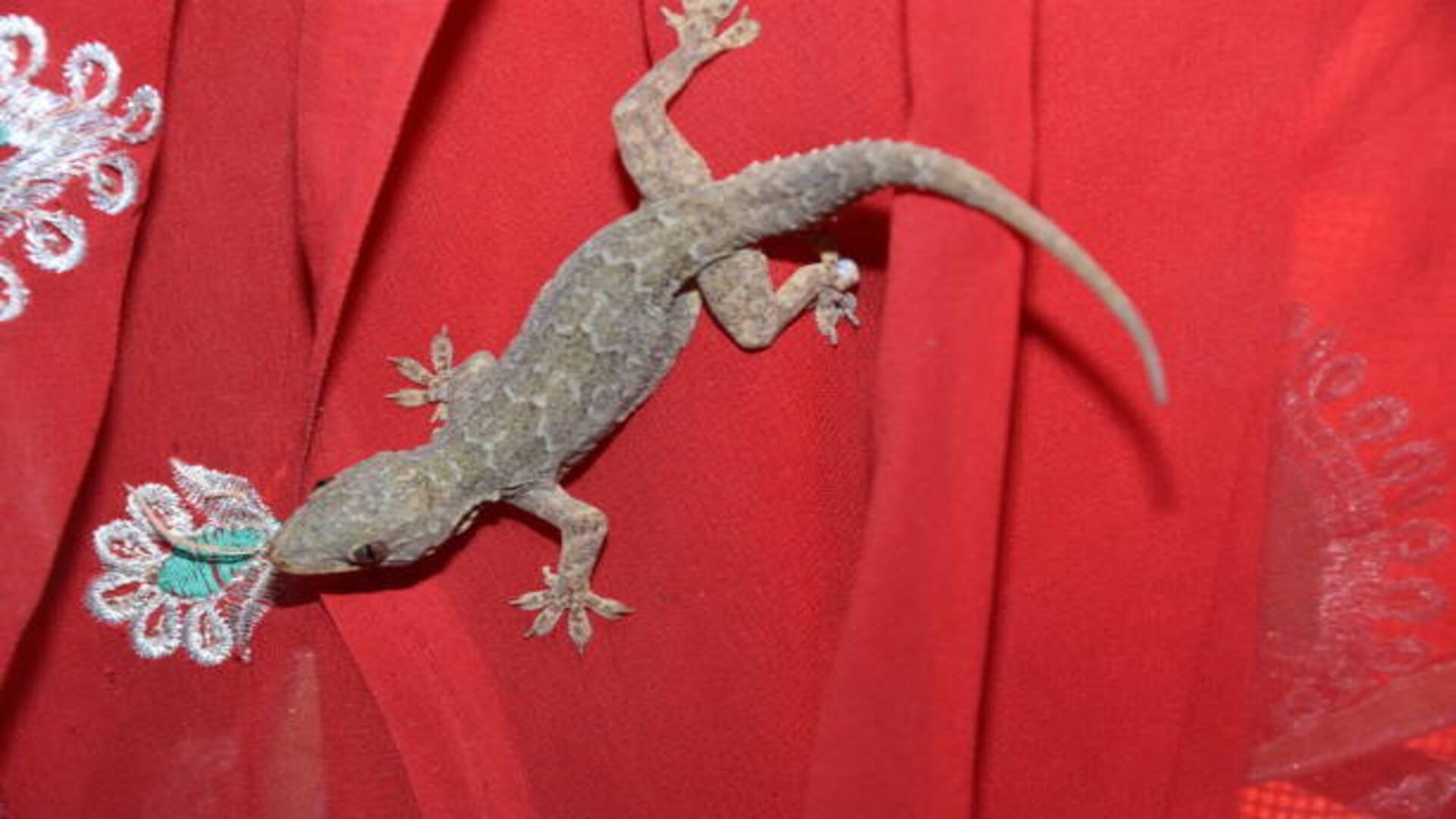 Lizard falling Know the omens and bad omen related to lizard in hindi