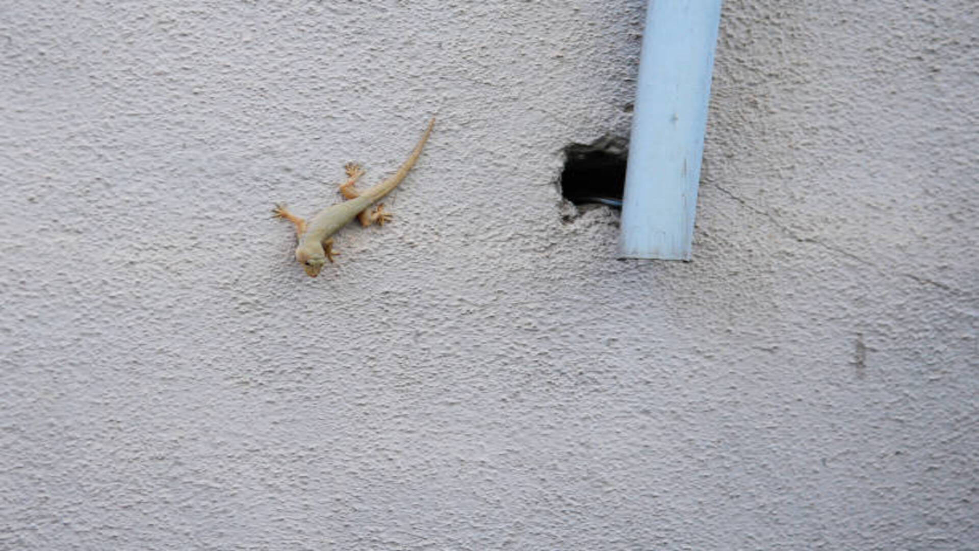 Lizard falling Know the omens and bad omen related to lizard in hindi