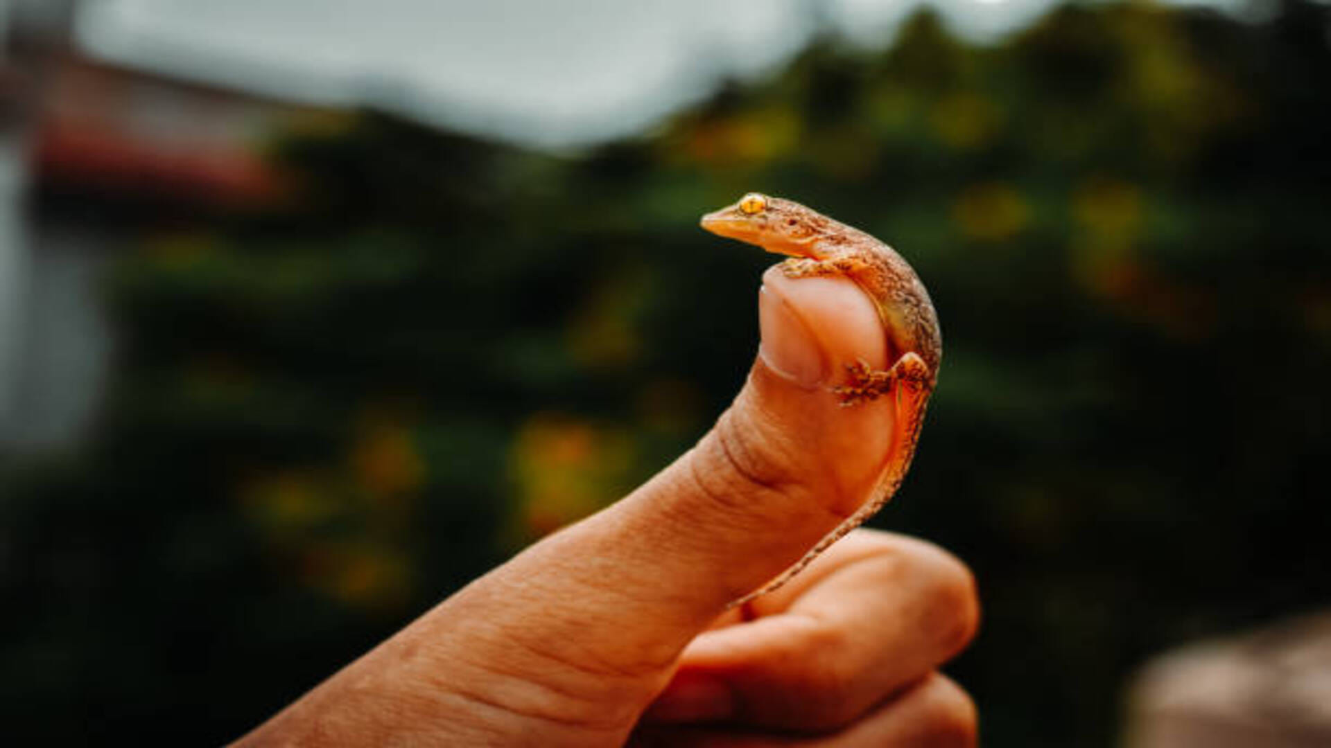 Lizard falling Know the omens and bad omen related to lizard in hindi