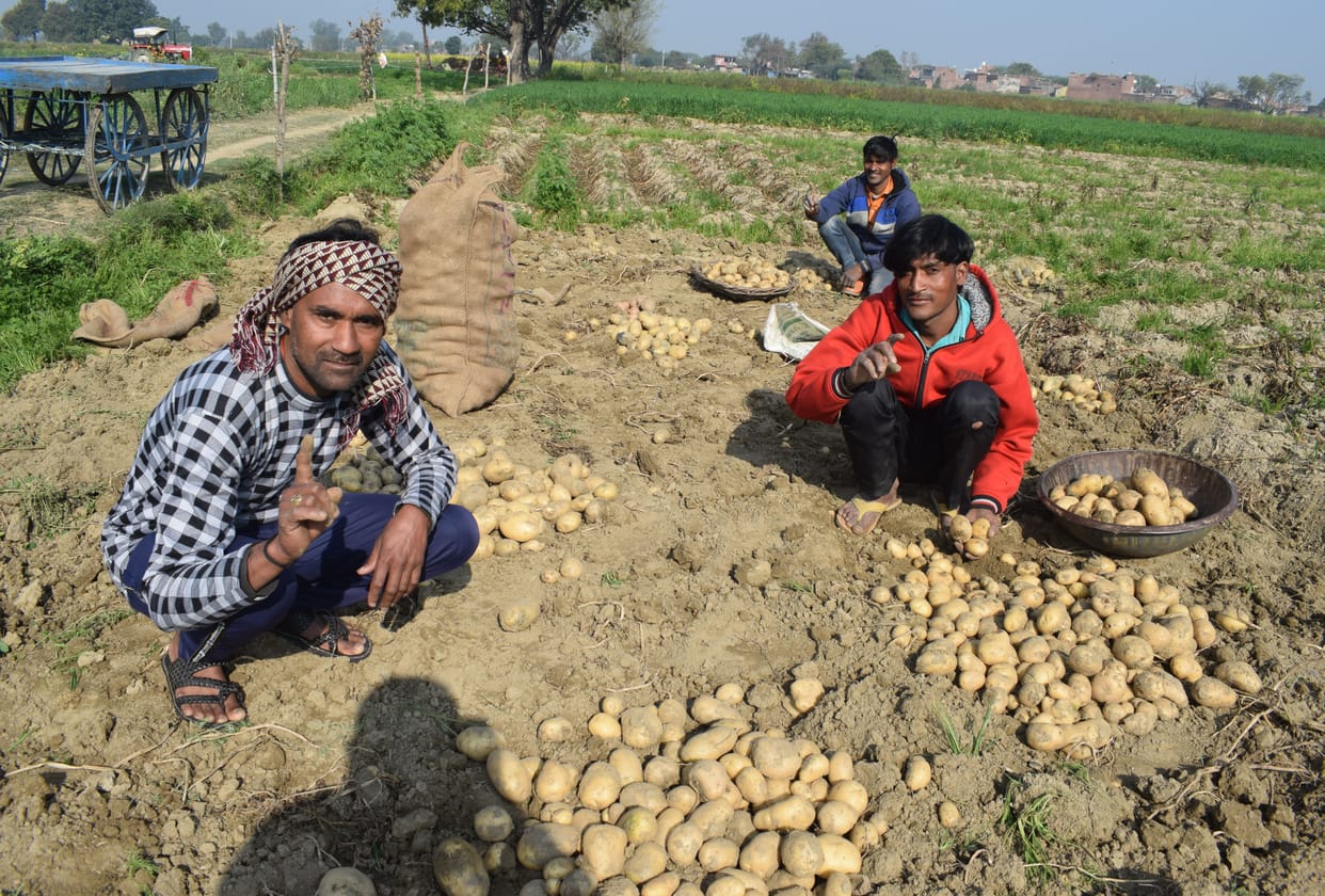 summer and clean climate in beneficial for potato and mustard crop