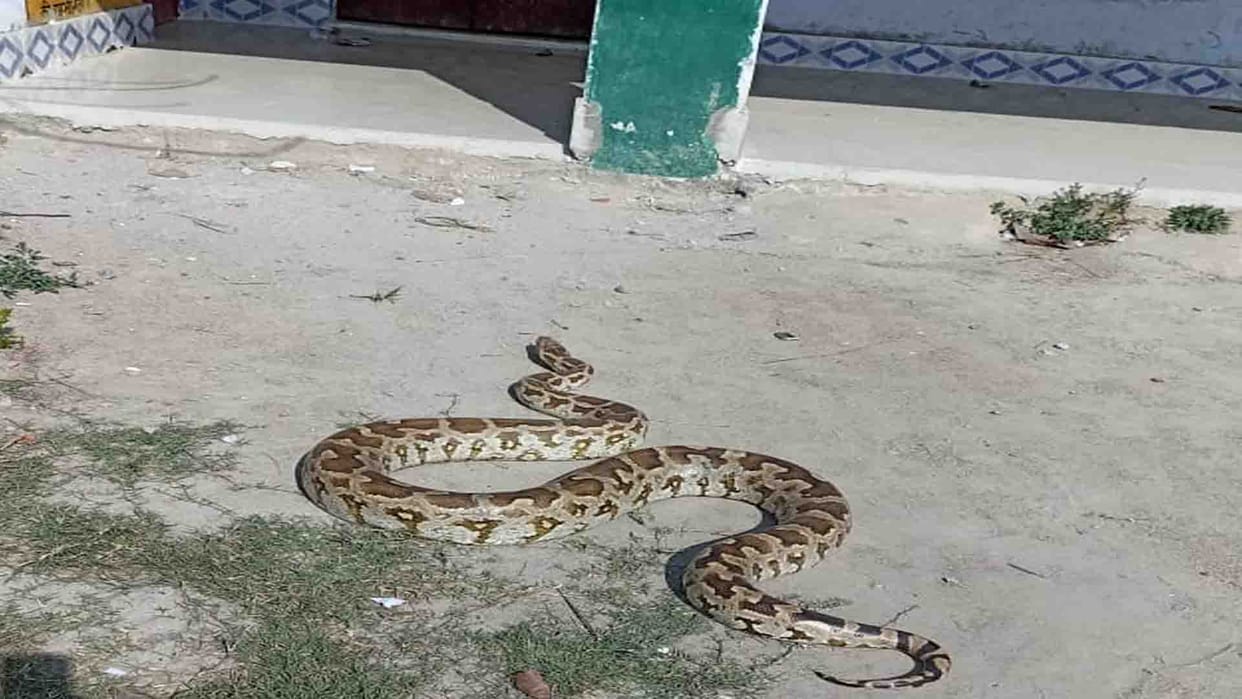 Python turned out in school in Hardoi