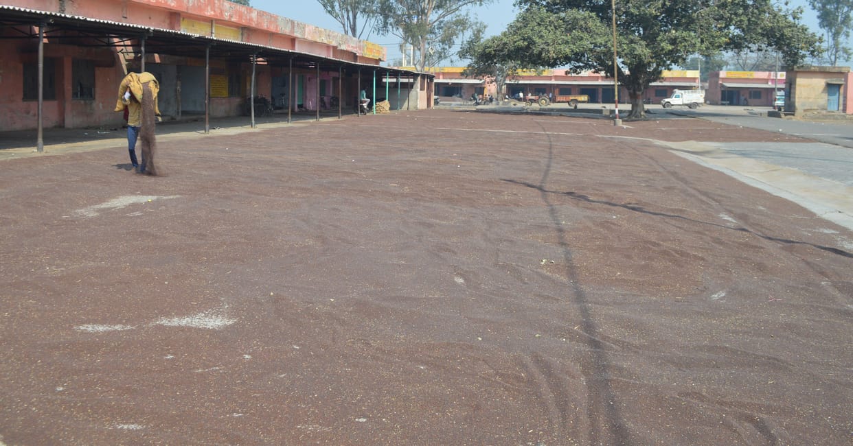 Hathras: Price of mustard fell due to the change of weather
