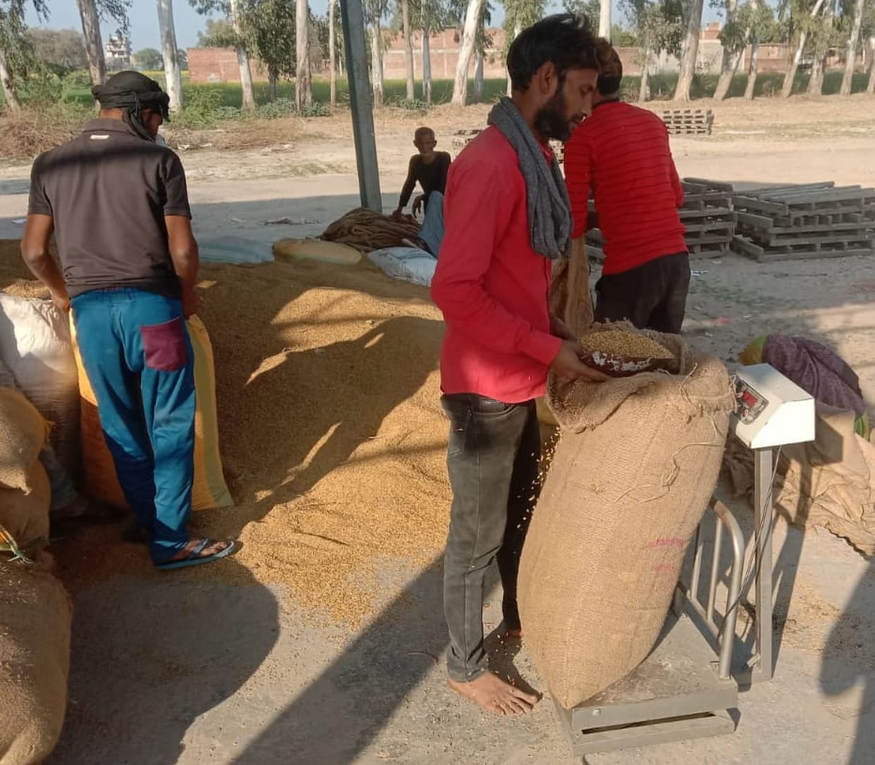 fathepur news,No feeding of paddy procurement, the day was spent in boredom