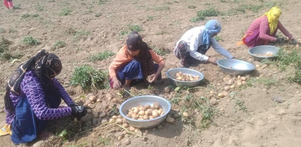 Hathras: Potato yield fell by 25 to 30 percent from last year