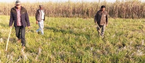 Tiger walks around Hardua Farm