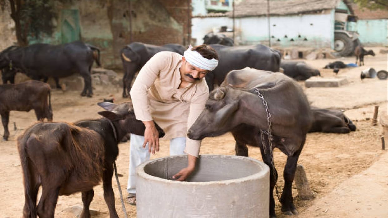 Milk production is proving to be a loss-making deal for cattle farmers, report from Muzaffarnagar
