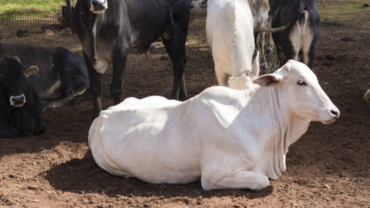 Niti working on gaushala economy to address stray cattle issue says its member