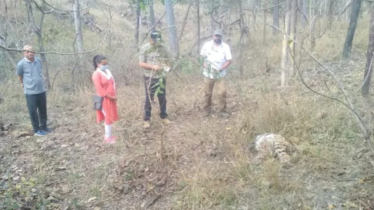 Chhindwara: Tigress's body found in Pench Tiger Reserve, there is a possibility of death due to mutual conflict of tigers