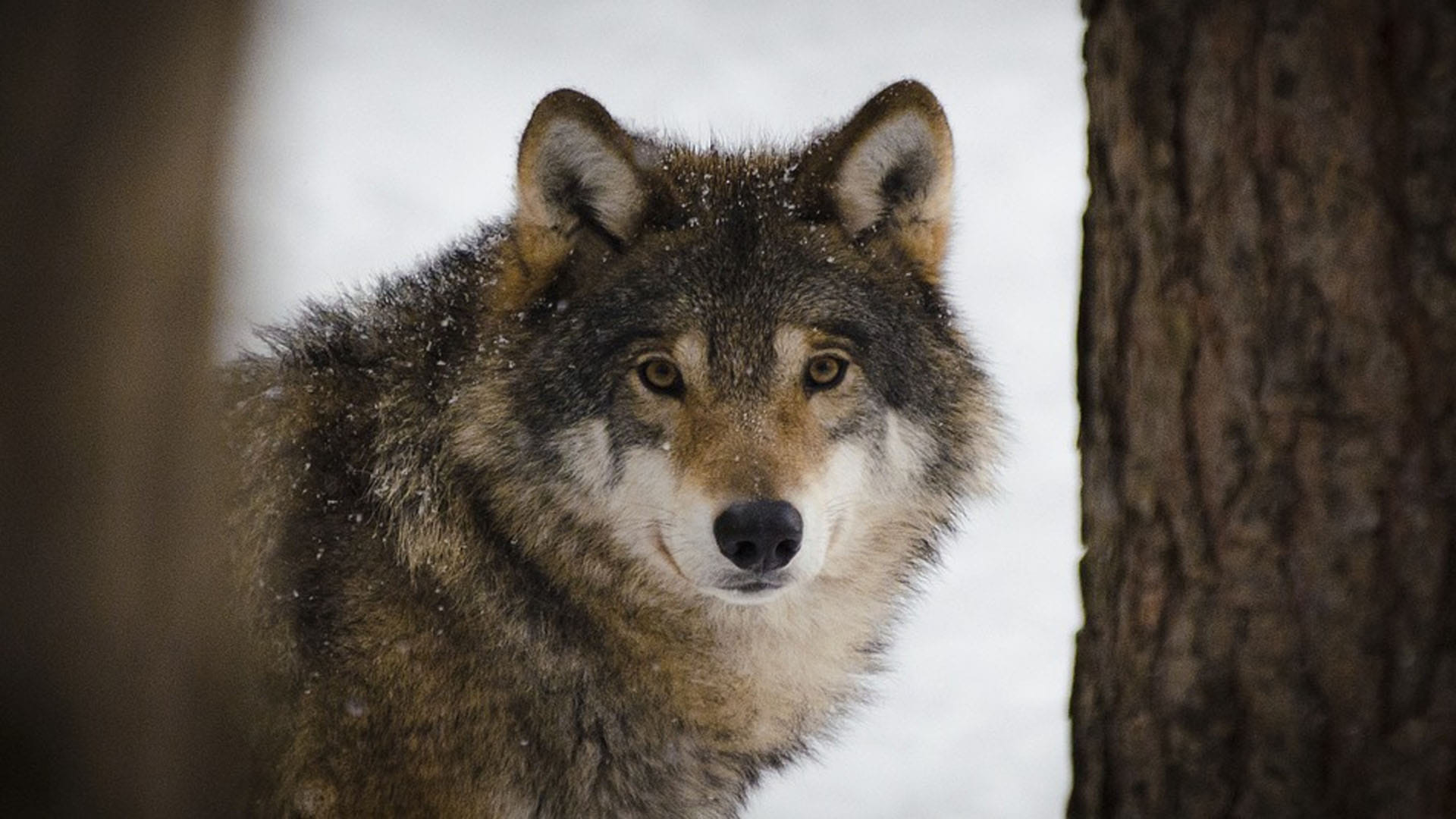 World Wildlife Day: A new study describes the success of a community-based conservation of wolves in Ladakh
