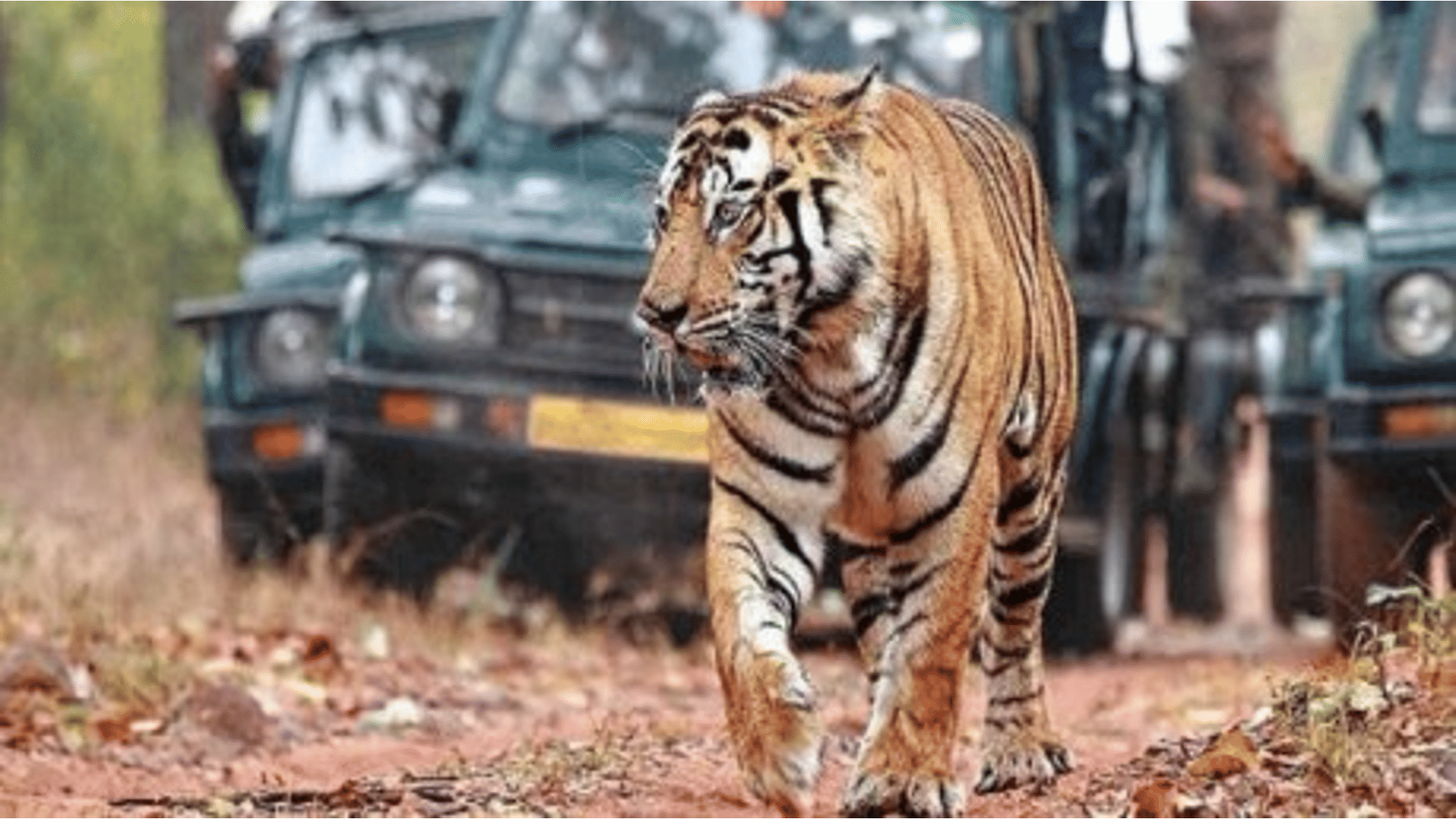 World Wild Life Day: More than 254 tigers died in a decade in Tiger State MP, Even after spending crores