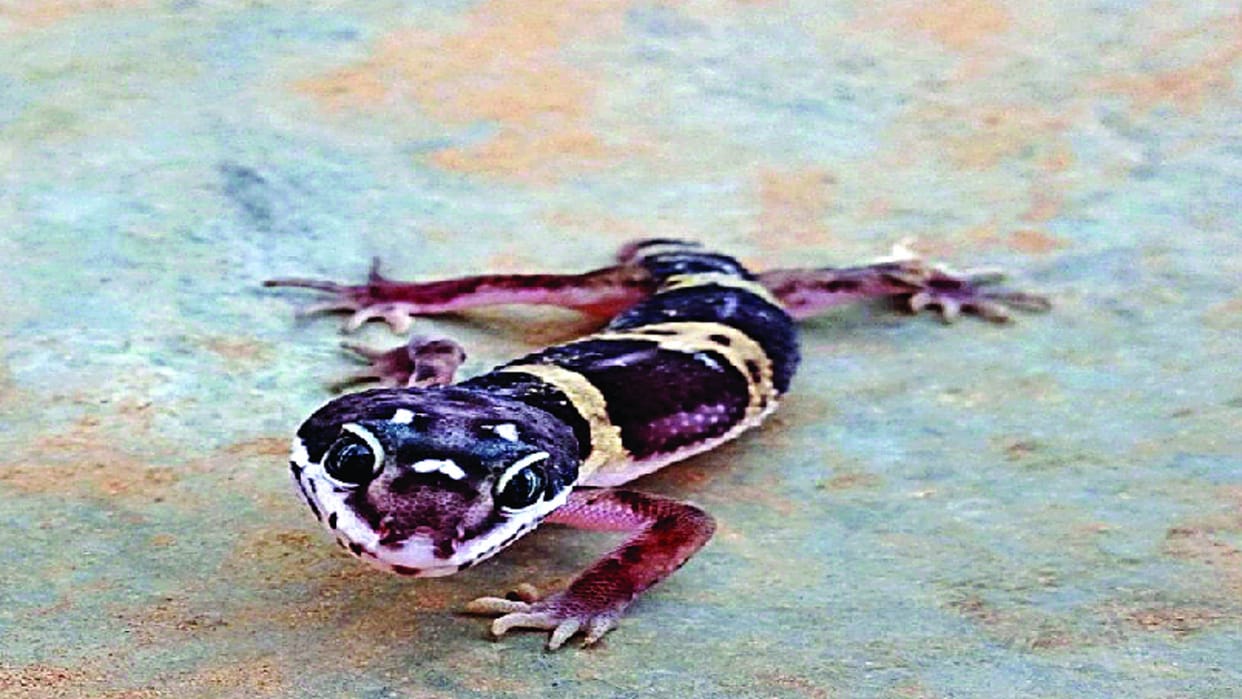 Unique species of lizard and heron seen after 100 years in delhi