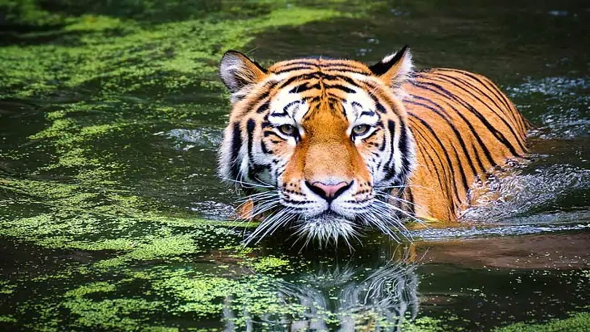 World Wild Life Day: More than 254 tigers died in a decade in Tiger State MP, Even after spending crores