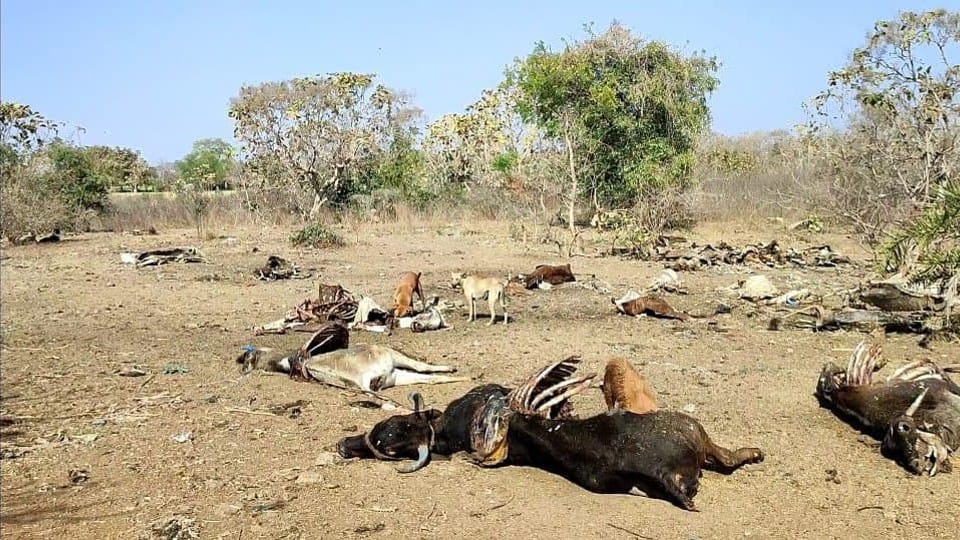 Indore: Carcasses of more than a hundred cows were found in Adarsh Gaushala, dogs and vultures scratching skeletons, collector ordered an inquiry