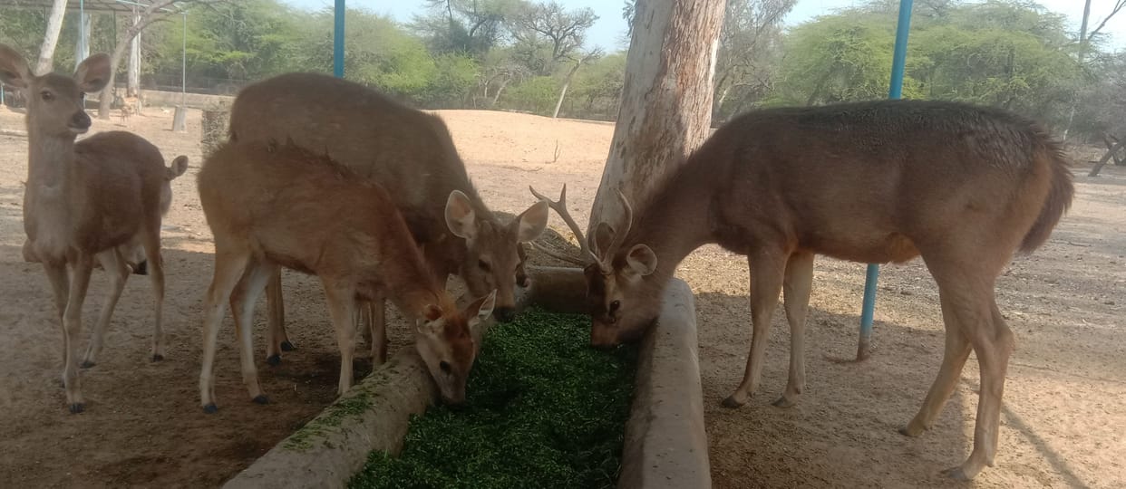 Deer Park: Three skewage gauges will be built for proper treatment of sick deer