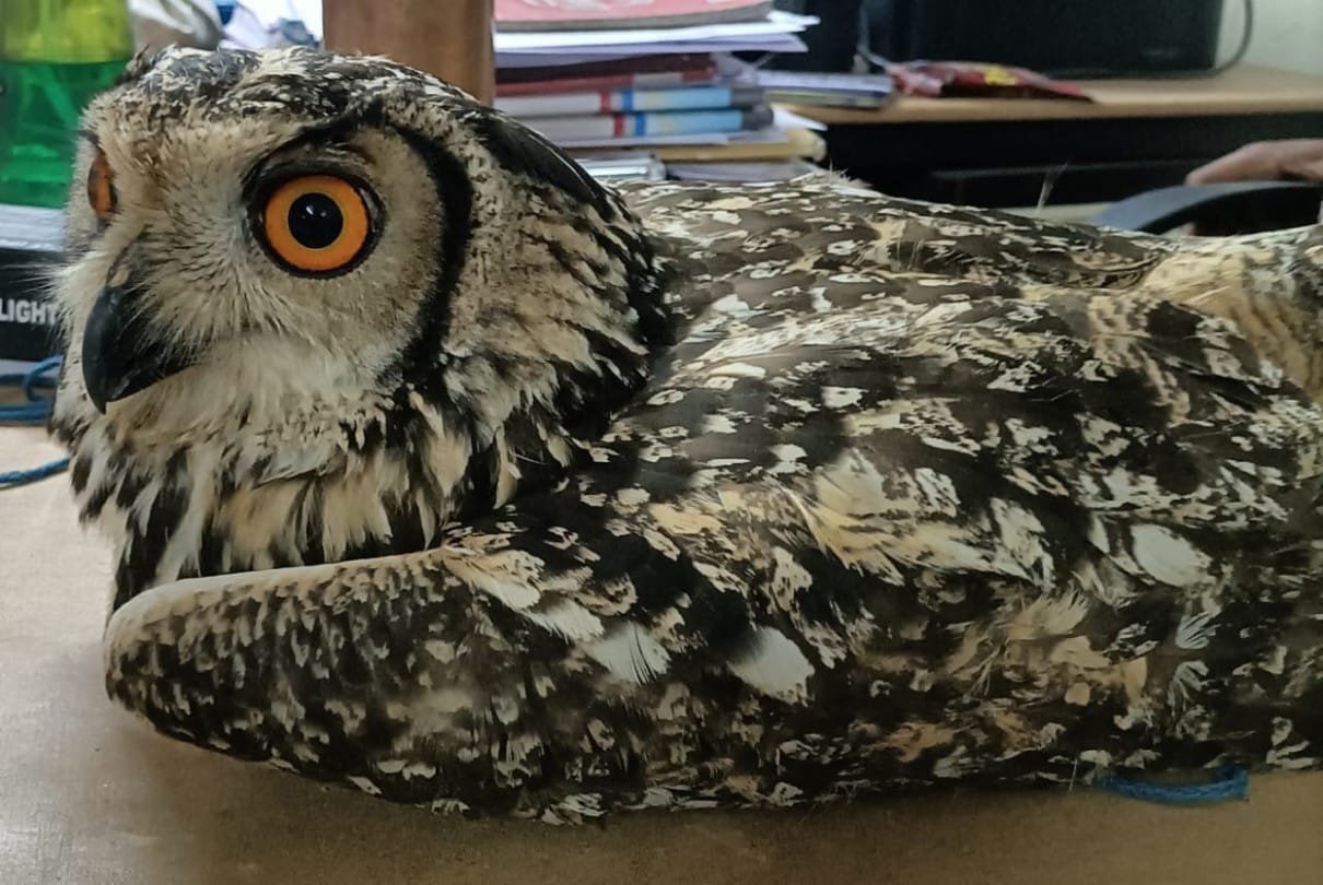 Indore: Police recovered owl worth crores, arrested the smuggler