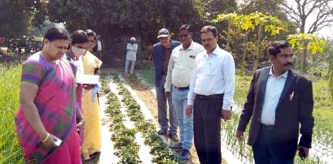 Horticulture officials of Tamil Nadu came to know about co-crop farming