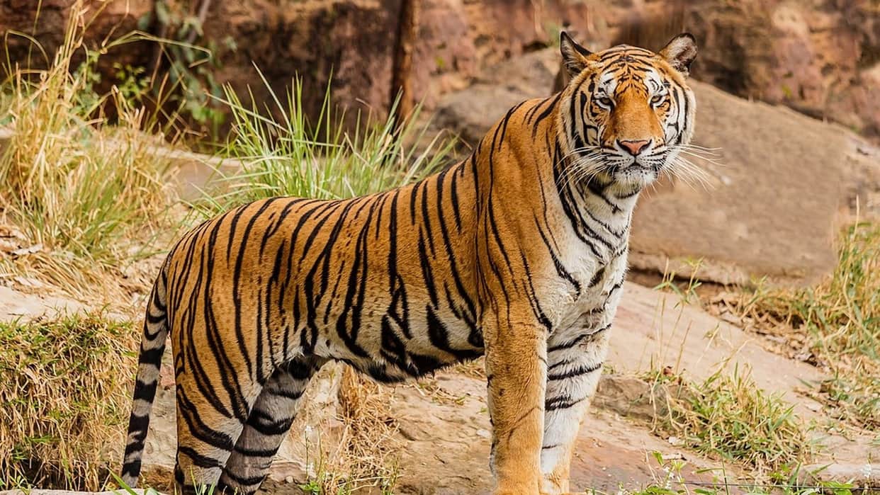 World Wild Life Day: More than 254 tigers died in a decade in Tiger State MP, Even after spending crores