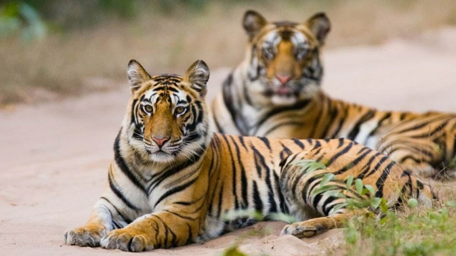 World Wild Life Day: More than 254 tigers died in a decade in Tiger State MP, Even after spending crores