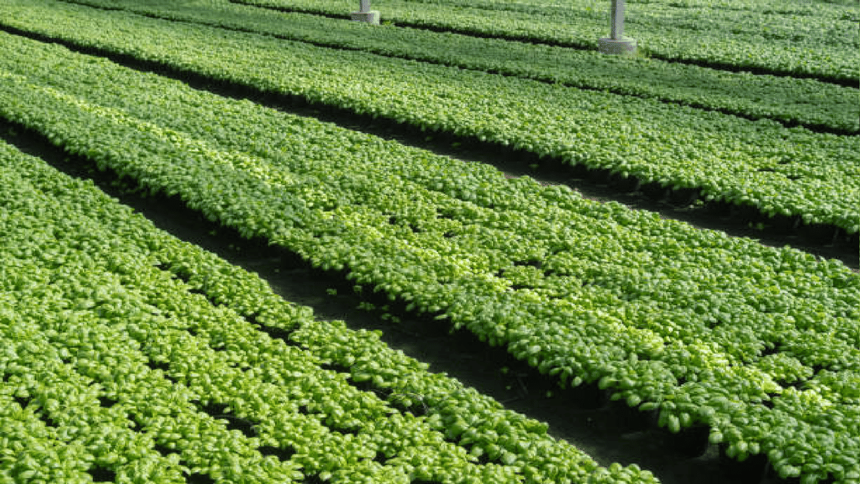 Basil farming business do this business and earn up to 3 lakhs in just 3 months know how