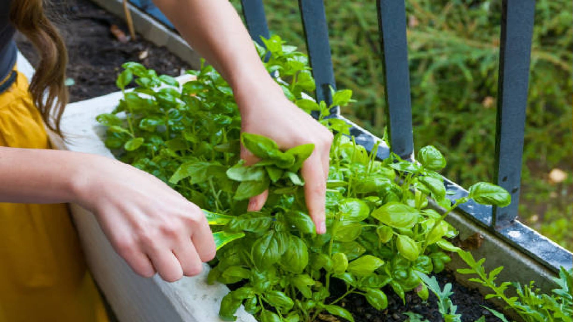 How To Start Basil Farming Know The Business Ideas Here In Hindi