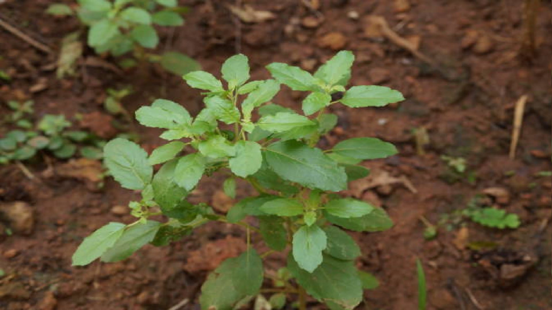 Basil farming business do this business and earn up to 3 lakhs in just 3 months know how