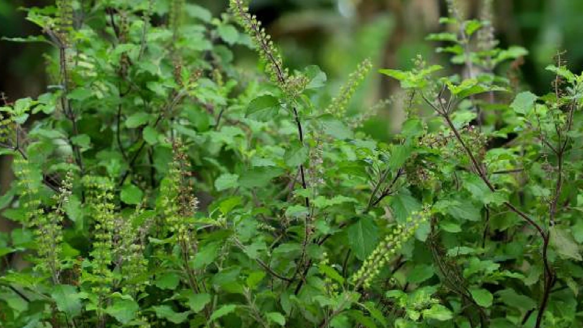 Basil farming business do this business and earn up to 3 lakhs in just 3 months know how
