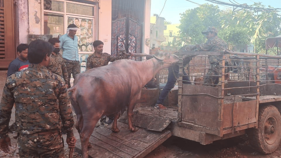 Gwalior Municipal Corporation confiscates three buffaloes for not paying water charges