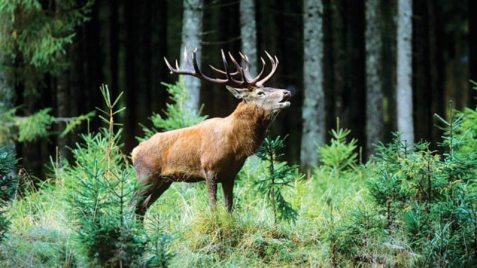 Endangered Hangul swarm seen in Dachigam National Park of Kashmir
