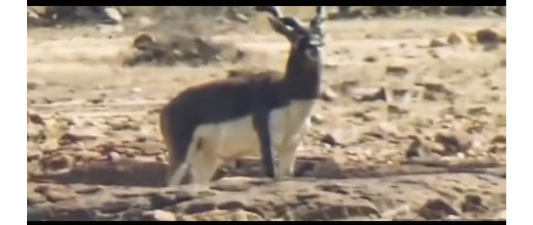 Now entry of black deer in Panna National Park