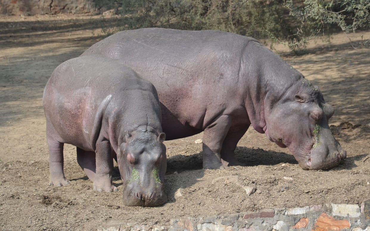 Preparations to send hippopotamus Sonu to another zoo
