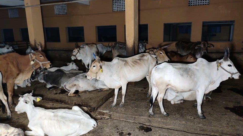 Indore: Carcasses of more than a hundred cows were found in Adarsh Gaushala, dogs and vultures scratching skeletons, collector ordered an inquiry