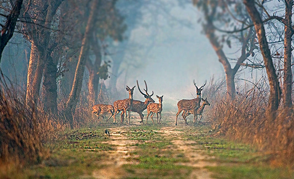 Due to the favorable environment, the population of wildlife is increasing in Dudhwa Tiger Reserve.