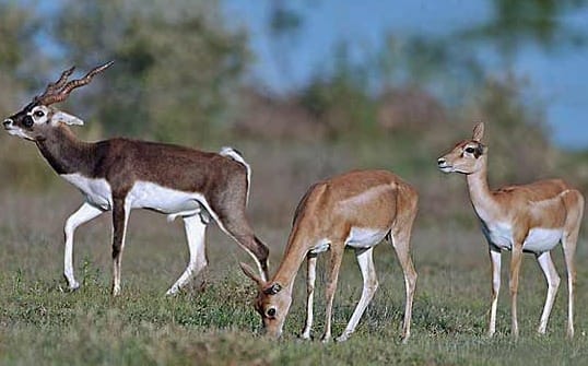wild life