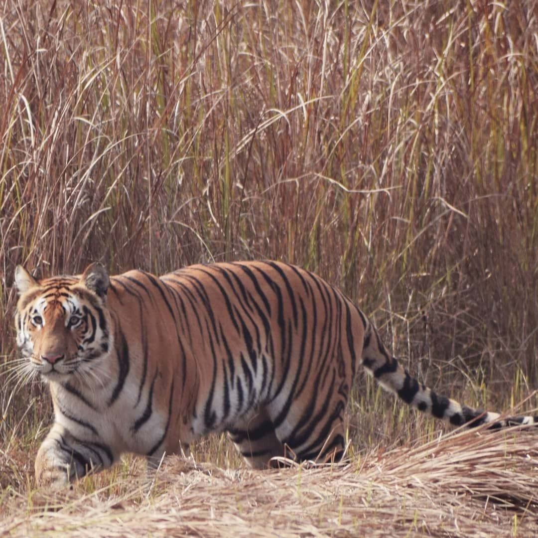PTR favorable for tiger