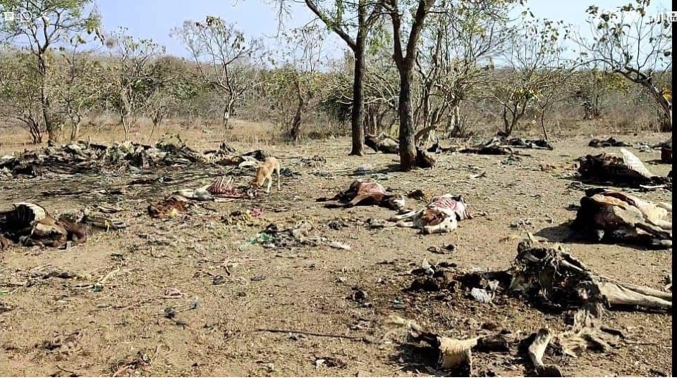 Indore: Carcasses of more than a hundred cows were found in Adarsh Gaushala, dogs and vultures scratching skeletons, collector ordered an inquiry