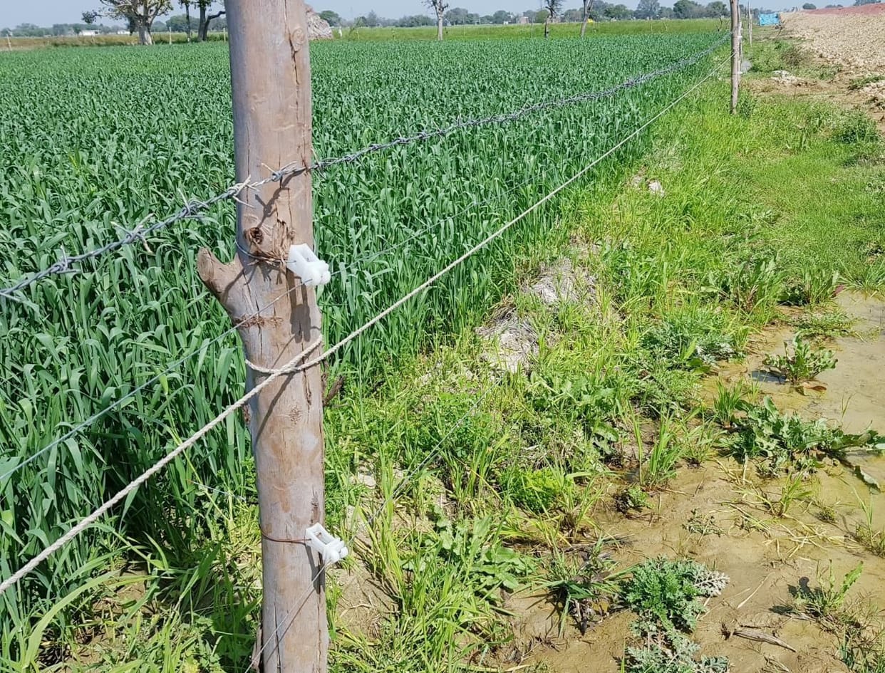 Shocks are being given to the cows to save the crop