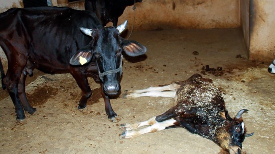 Indore: Carcasses of more than a hundred cows were found in Adarsh Gaushala, dogs and vultures scratching skeletons, collector ordered an inquiry