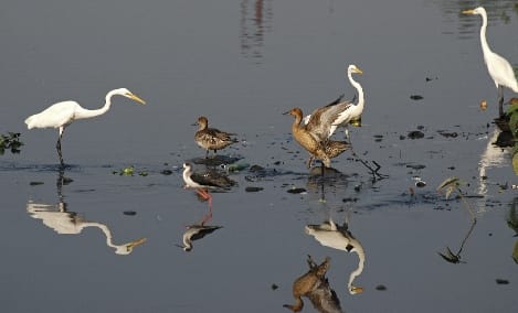 People praying for the lives of birds from Ukraine
