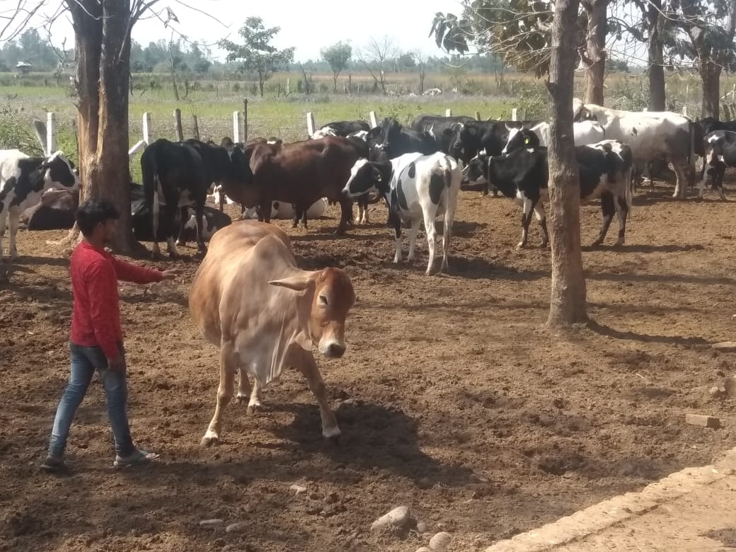 Animal husbandry is proving to be a loss-making deal