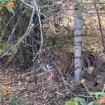 पन्ना टाइगर रिजर्व का बाघ कान्हा जिसके गले में घाव है