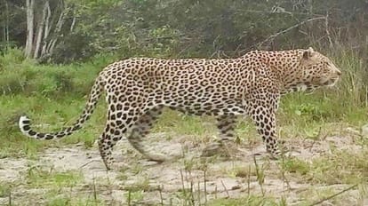 Leopard in Gajraula area of Pilibhit