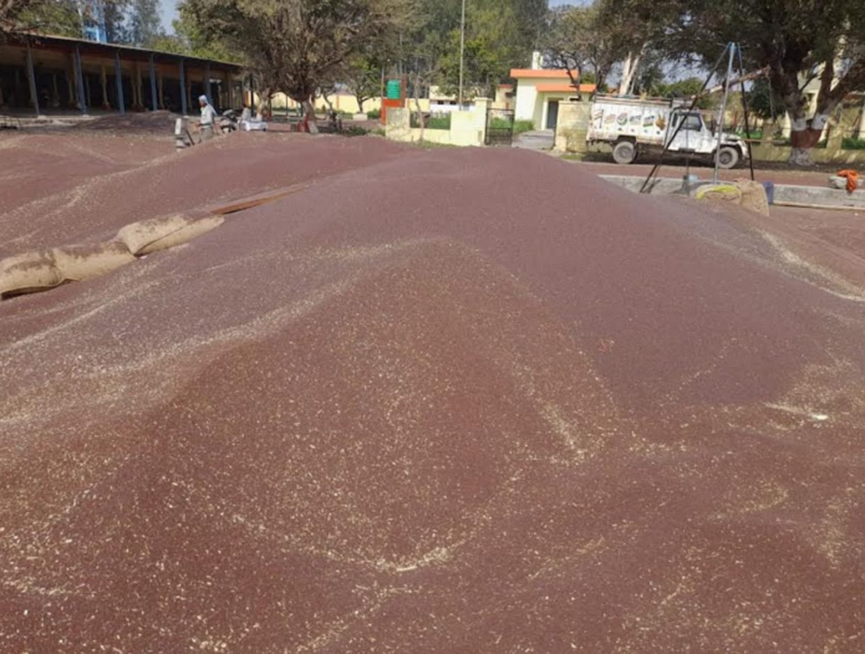 Farmers happy with good price of mustard