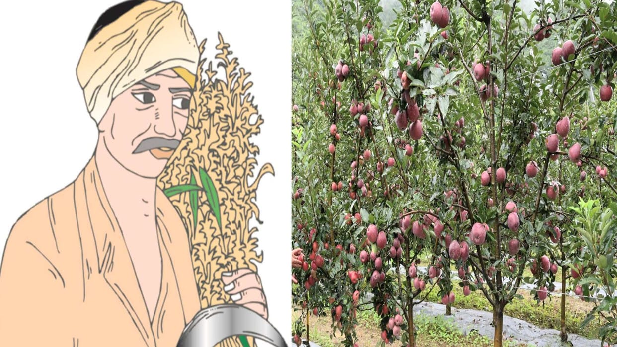 Himachal budget agriculture and horticulture big announcements, 50 thousand acres of land under natural farming, Parala will become ideal market