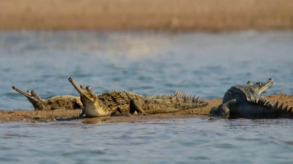 Leopards, crocodiles and dolphins numbers increased in chambal sanctuary agra