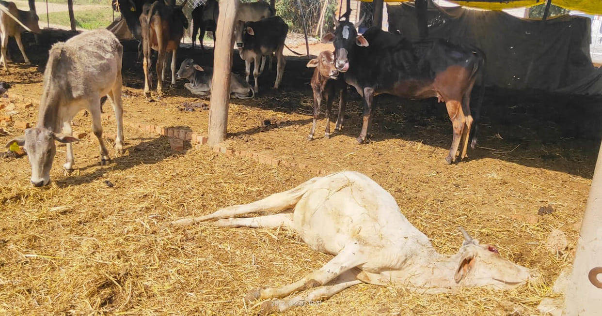 51,837 cattle roaming freely in the division
