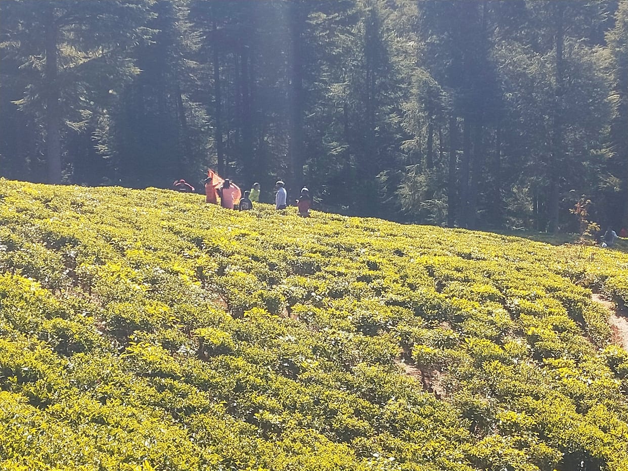 Tea gardens are being developed as tea tourism