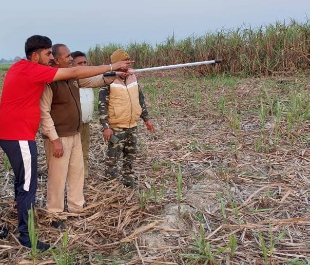 tiger in cane field