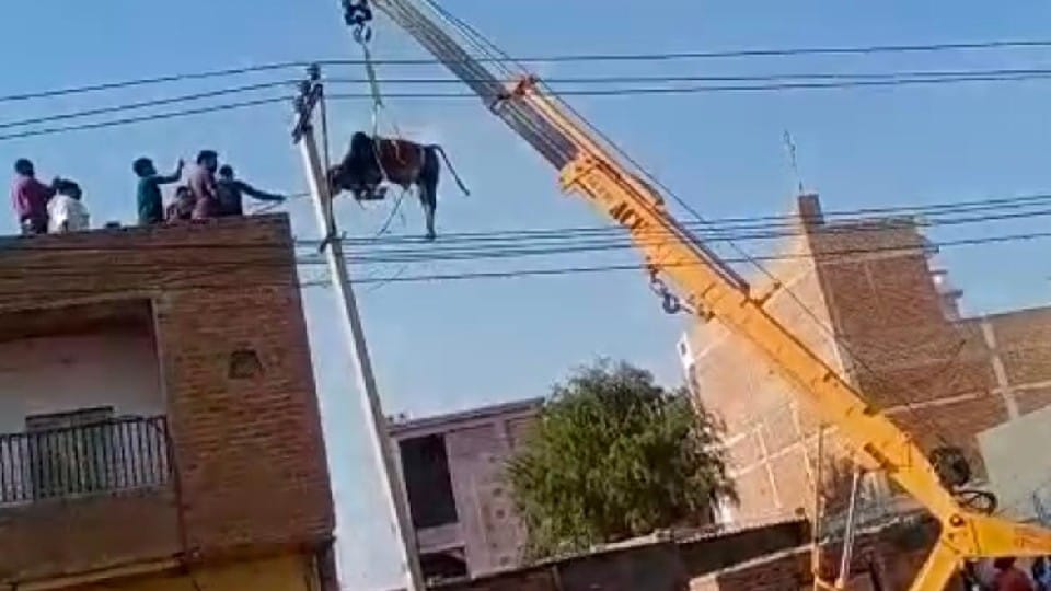 An bull climbs on the roof of two storey house in bikaner Rajasthan