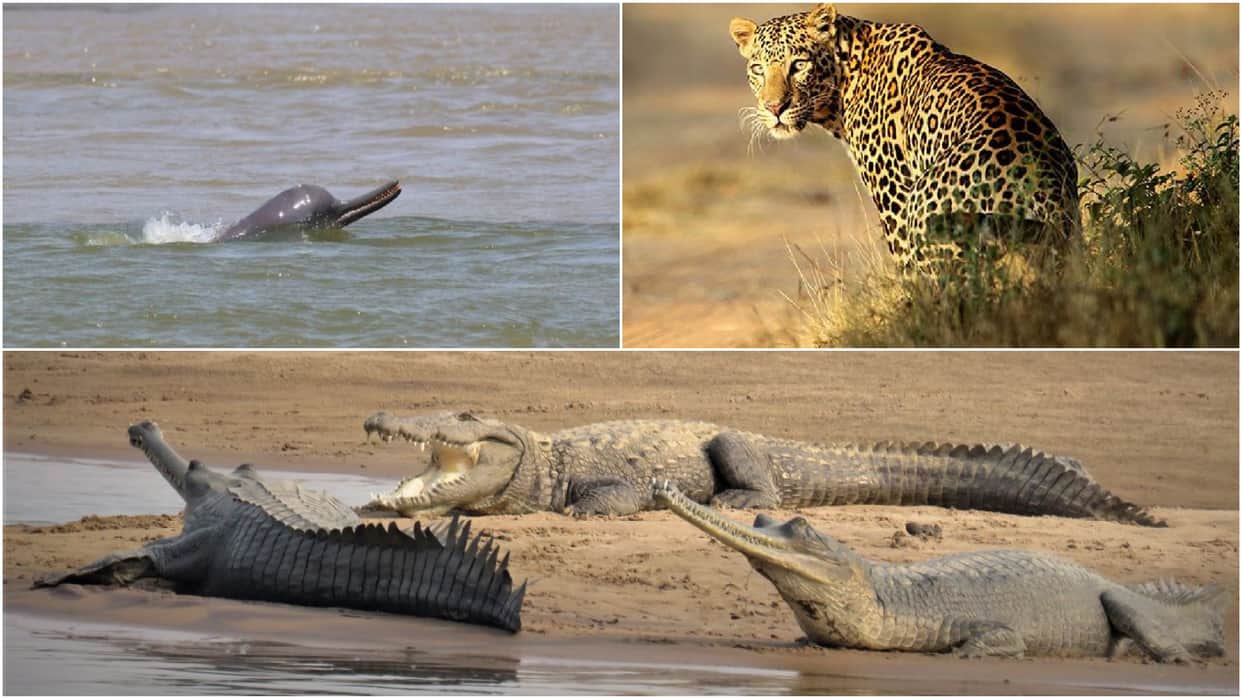 Leopards, crocodiles and dolphins numbers increased in chambal sanctuary agra