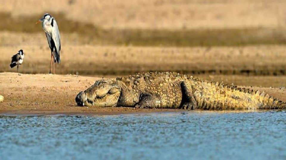 Leopards, crocodiles and dolphins numbers increased in chambal sanctuary agra
